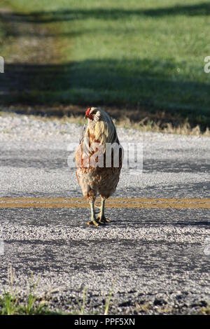 Chicken road online in Spain